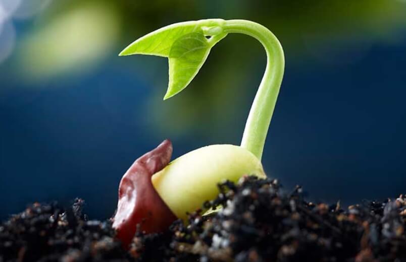 Прорастание сельскохозяйственных культур — большая проблема для фермеров. Фото.