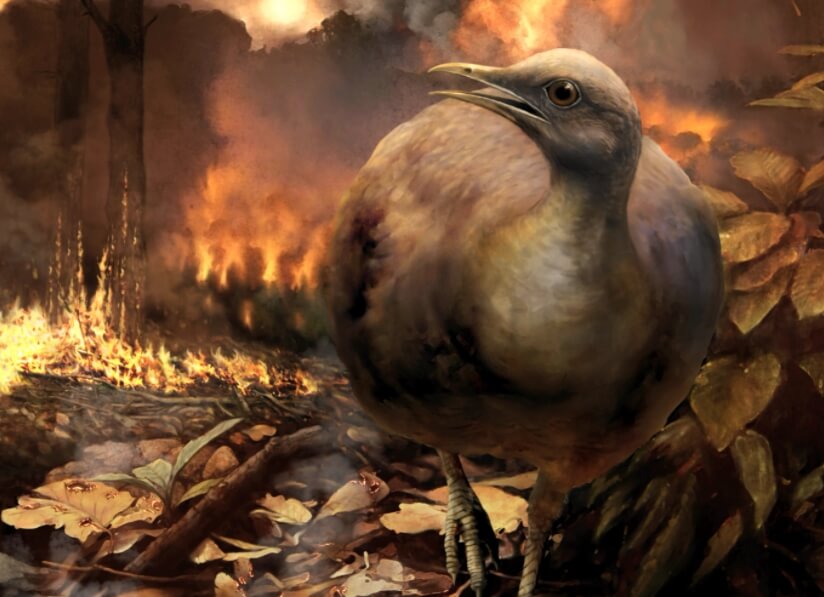 Некоторые птицы не могут привыкнуть к изменениям климата и вымирают. Фото.