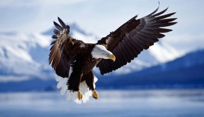 Из-за глобального потепления птицы отращивают большие крылья. Фото.