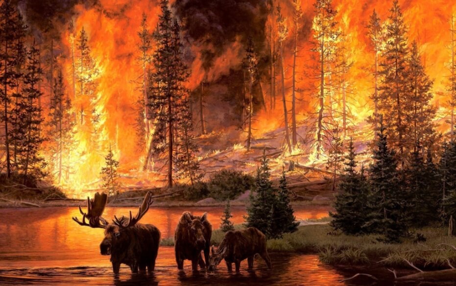 Многие животные вымирают из-за потери среды обитания. Фото.