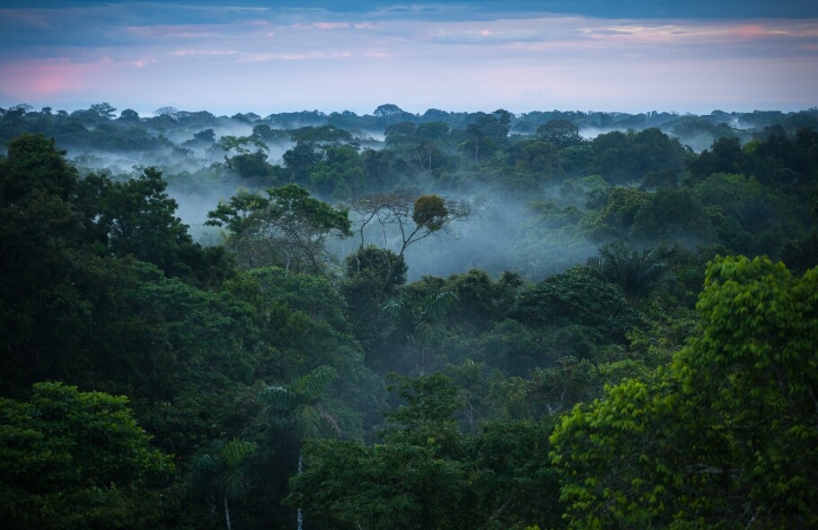 В ходе научной работы ученые изучали птиц из тропических лесов Амазонии. Фото.