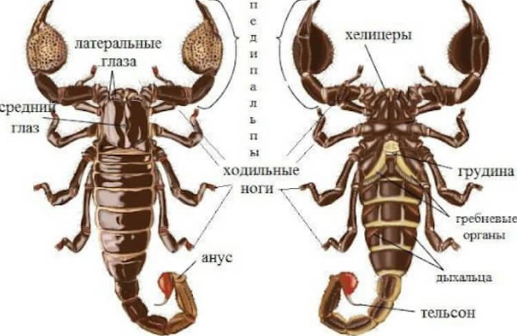 Что происходит с организмом человека после укуса скорпиона?