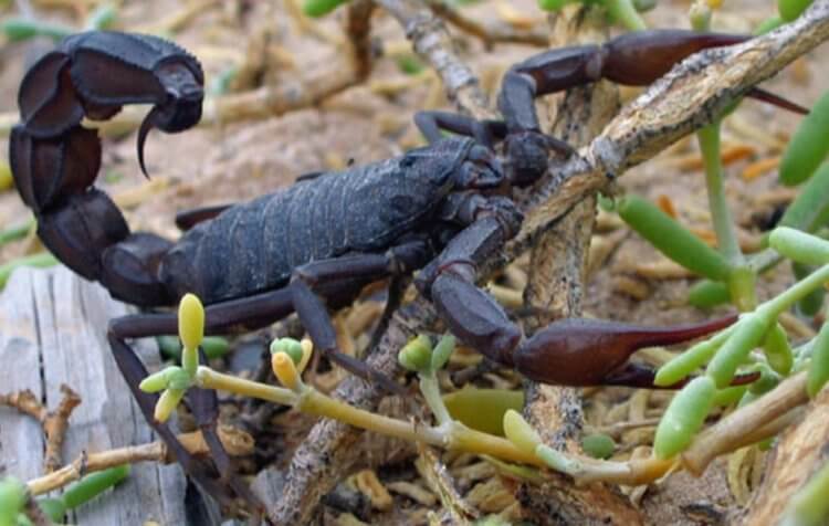 Что происходит с организмом человека после укуса скорпиона? Толстохвостый скорпион, который угрожает жителям Египта. Фото.