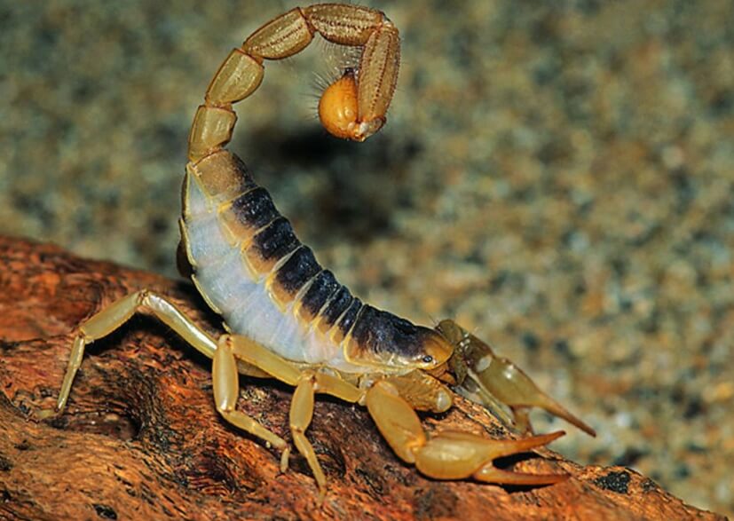 Опасность яда скорпионов для людей. В мире много ядовитых скорпионов, но в большинстве случаев ужаленных людей можно спасти. Фото.