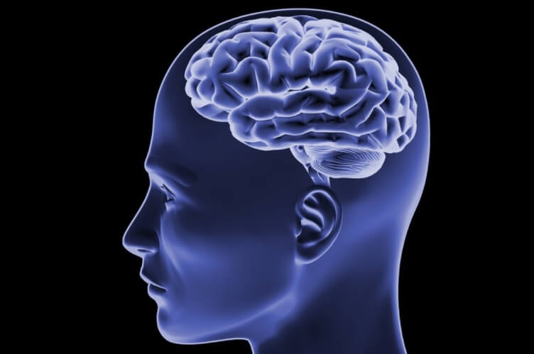 В мозге здорового человека могут жить черви-паразиты и вызывать припадки. Ленточные черви могут проникнуть в кровоток человека и дойти до головного мозга. Фото.