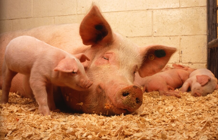 Опасность свиных цепней. Как правило, паразитическими червями заражаются через фекалии или зараженное мясо свиней. Фото.