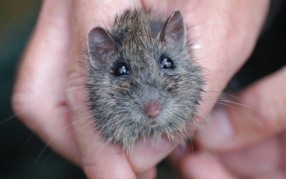 Как животные вредят природе? Недавно в Австралии вытравили тысячи грызунов, но они вернулись. Фото.