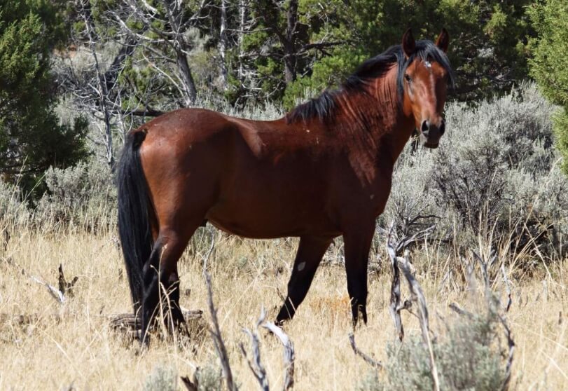 Дикие лошади брамби. Скоро в Австралии останется только 3000 лошадей брамби. Фото.