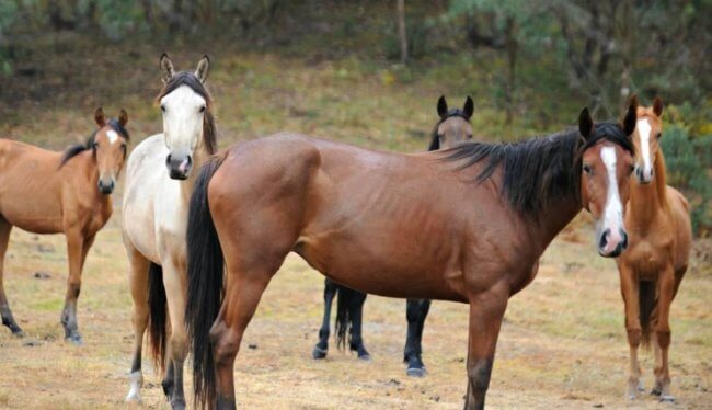 В Австралии отстреляют 10 000 диких лошадей, которые вредят природе. Фото.