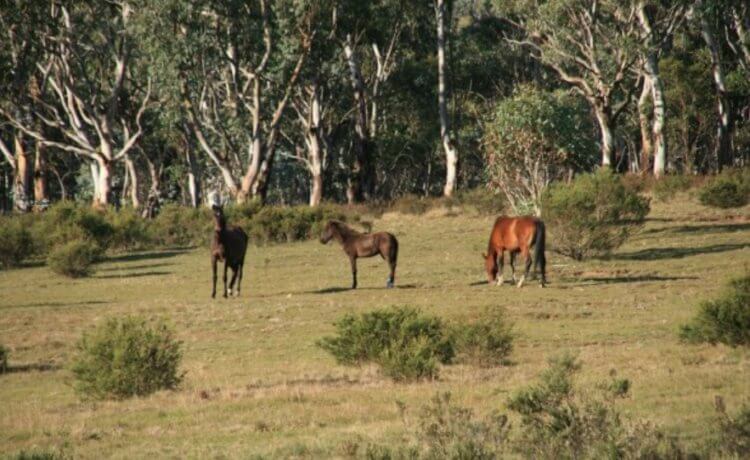 В Австралии отстреляют 10 000 диких лошадей, которые вредят природе