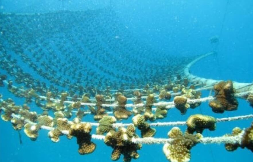 Процесс выращивания кораллов. Фото.