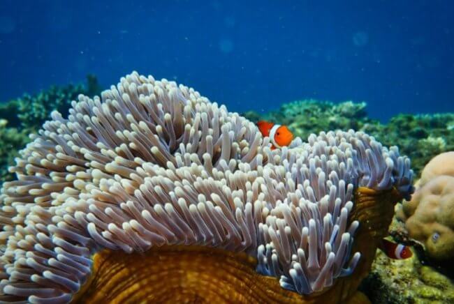 Коралловые рифы: польза и вред
