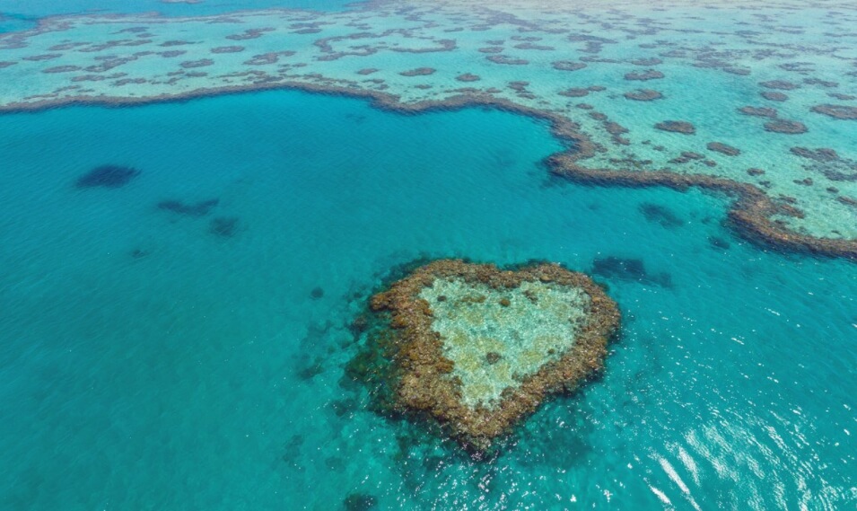 Большой коралловый риф. Фото.