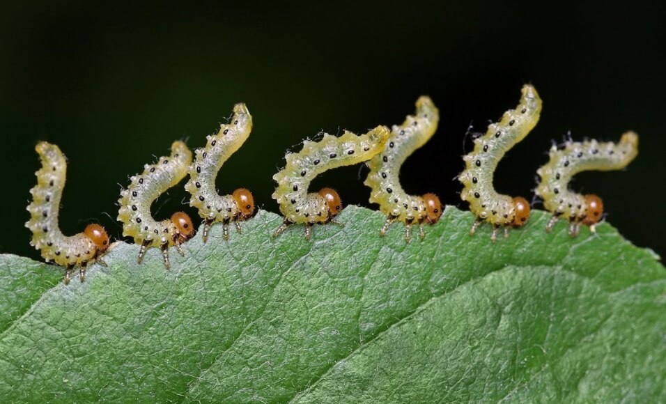 Возможно, в будущем будет больше гусениц, чем сейчас. Фото.