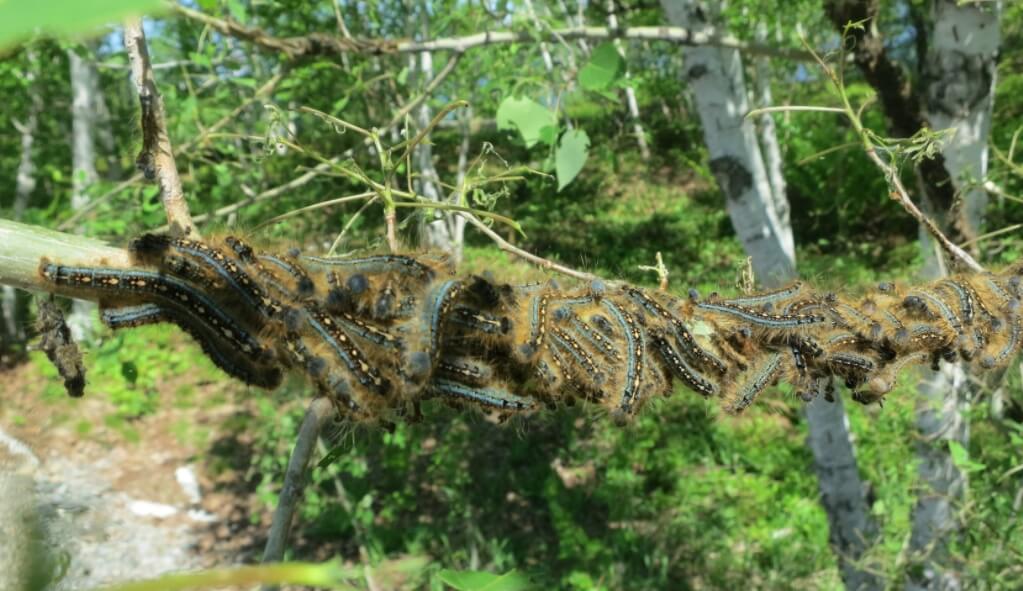 Нашествие гусениц можно встретить даже в России. Фото.