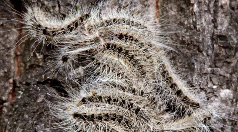 Гусеницы с ядовитыми для людей волосками. Фото.