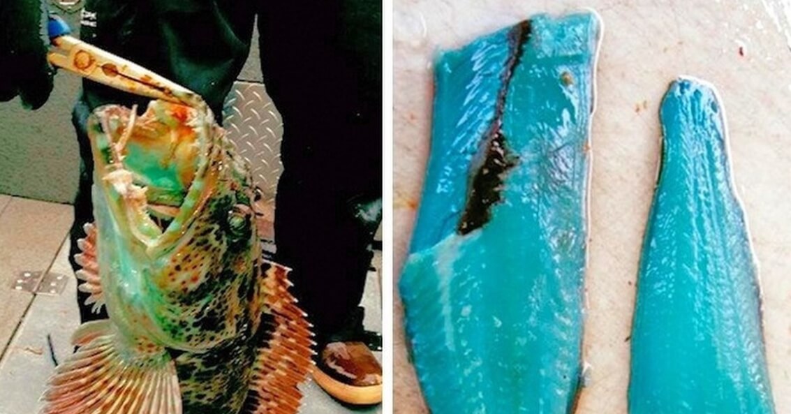 Мясо некоторых терпугов окрашено в голубой цвет. Фото.