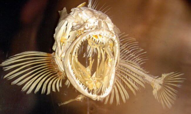 Ученые раскрыли секрет зубастого терпуга — рыбы с 555 зубами. Фото.