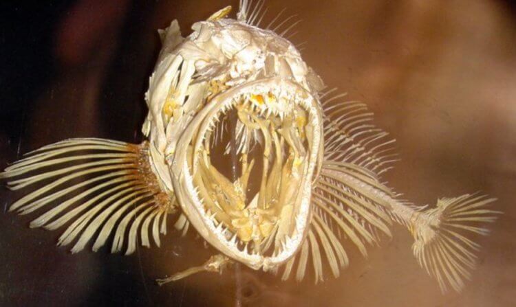 Ученые раскрыли секрет зубастого терпуга — рыбы с 555 зубами. Зубастая терпуга, о которой пойдет речь в статье. Фото.