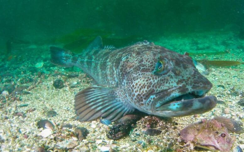 Зубастые терпуги хорошо маскируются под окружающие условия. Фото.