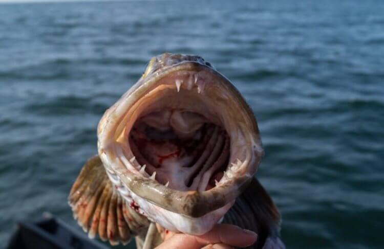 Ученые раскрыли секрет зубастого терпуга — рыбы с 555 зубами