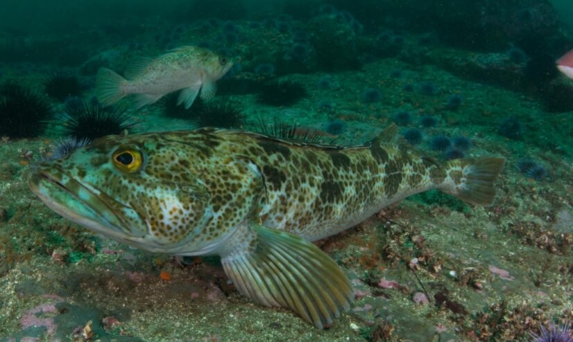 Зубастая терпуга в естественной среде обитания. Фото.