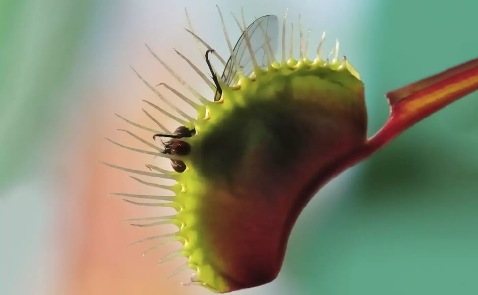 Зачем нужны мухи? Мухи являются пищей не только для животных, но и некоторых растений. Фото.