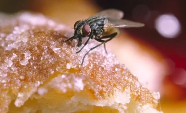 Нужно ли выбрасывать еду, на которой сидели мухи? Мухи делают с нашей едой кое-что отвратительное, но опасно ли это? Фото.