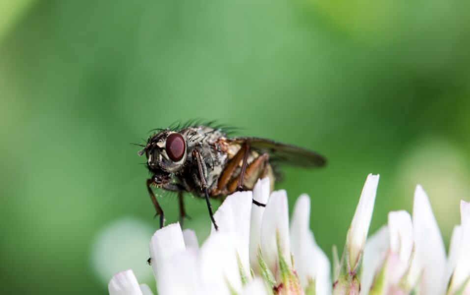 Зачем нужны мухи? Мухи являются важными для природы опылителями. Фото.