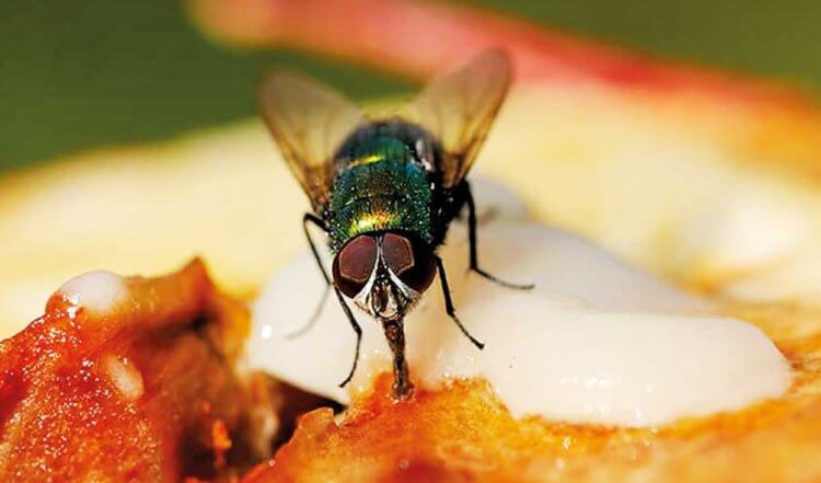 Нужно ли выбрасывать еду, на которой сидели мухи?