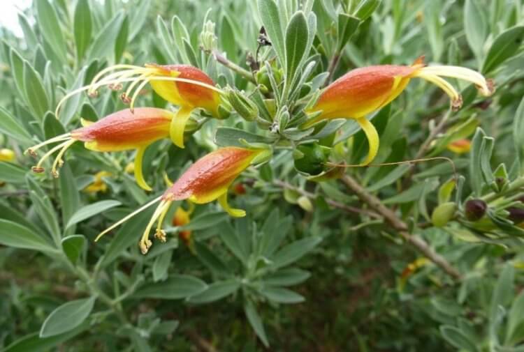 Лекарственное растение Австралии. Растение Eremophila galeata способно улучшить технологию лечения рака. Фото.