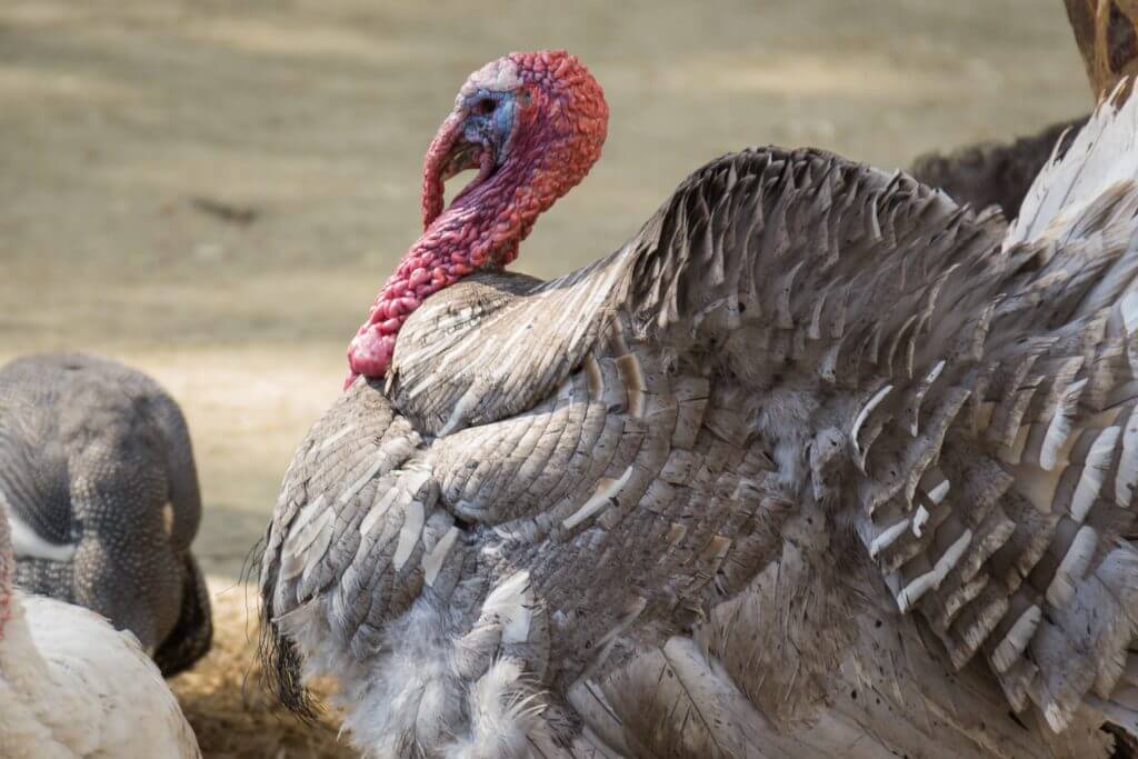 Как происходит самооплодотворение. Индейки в неволе также размножаются самооплодотворением. Фото.