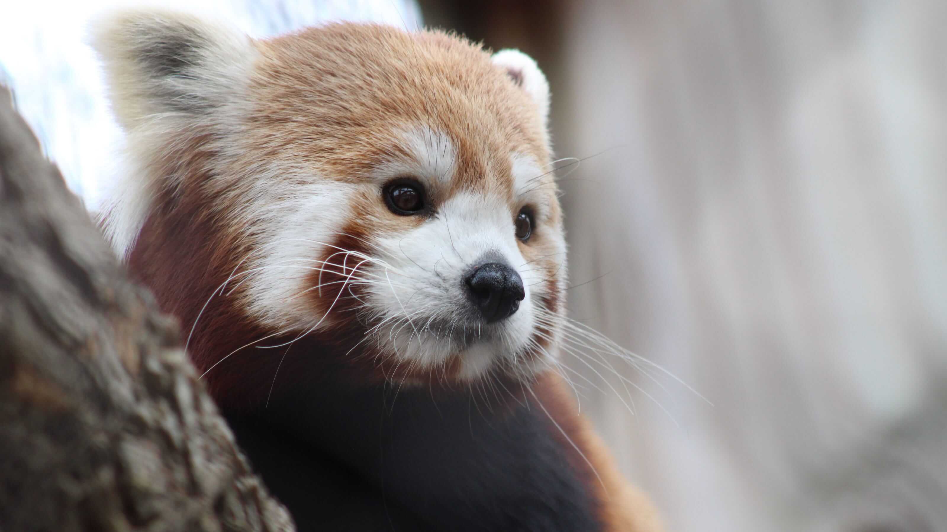Ковид перепрыгивает между видами и это сильно тревожит ученых. Фото.