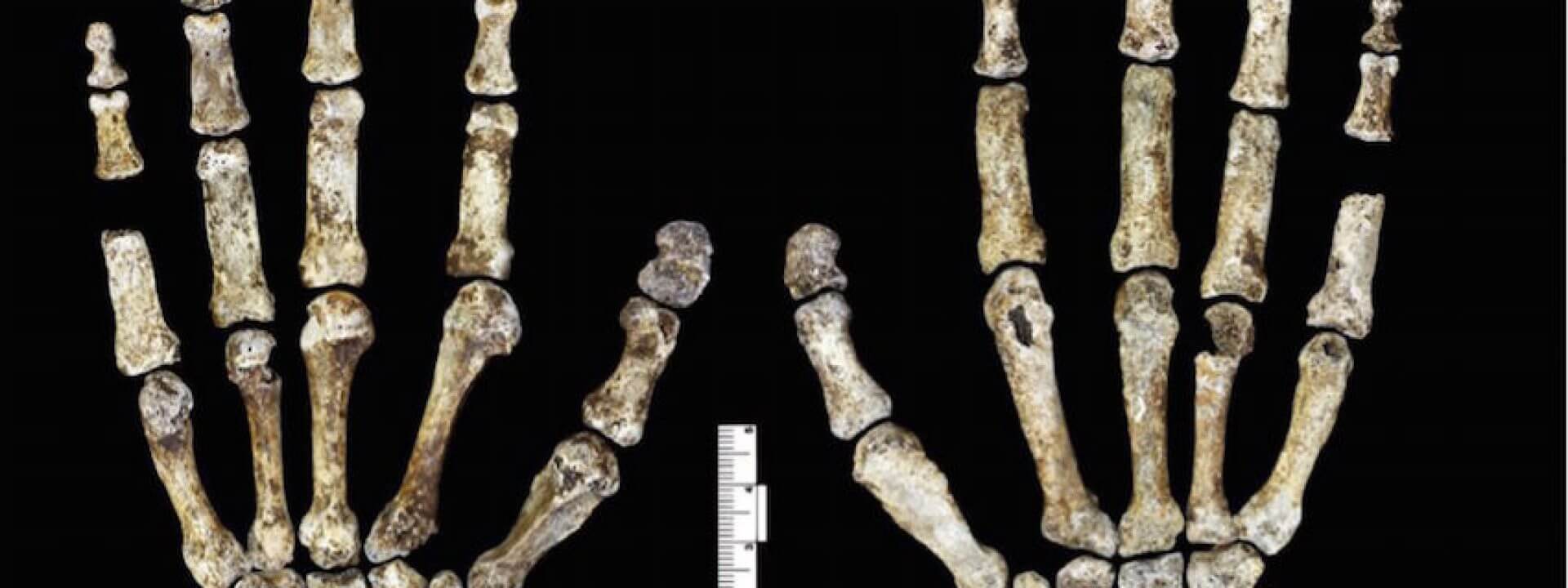 Найденные останки ребенка Хомо Наледи добавили ученым загадок о древнем человеке