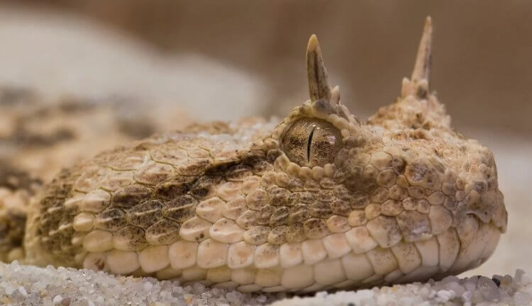Зачем ядовитым змеям нужны «рога» на голове? На фотографии: одна из представительниц рогатых гадюк (Cerastes). Фото.