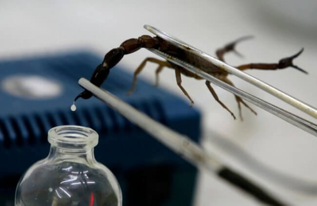 Ученые сделают лекарство от коронавируса из яда скорпионов. Фото.