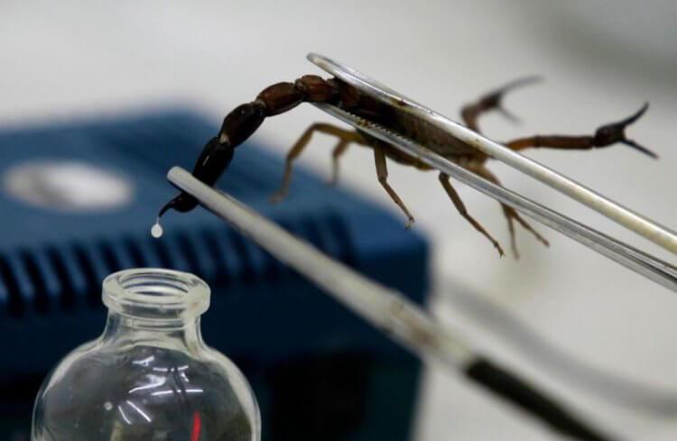 Ученые сделают лекарство от коронавируса из яда скорпионов