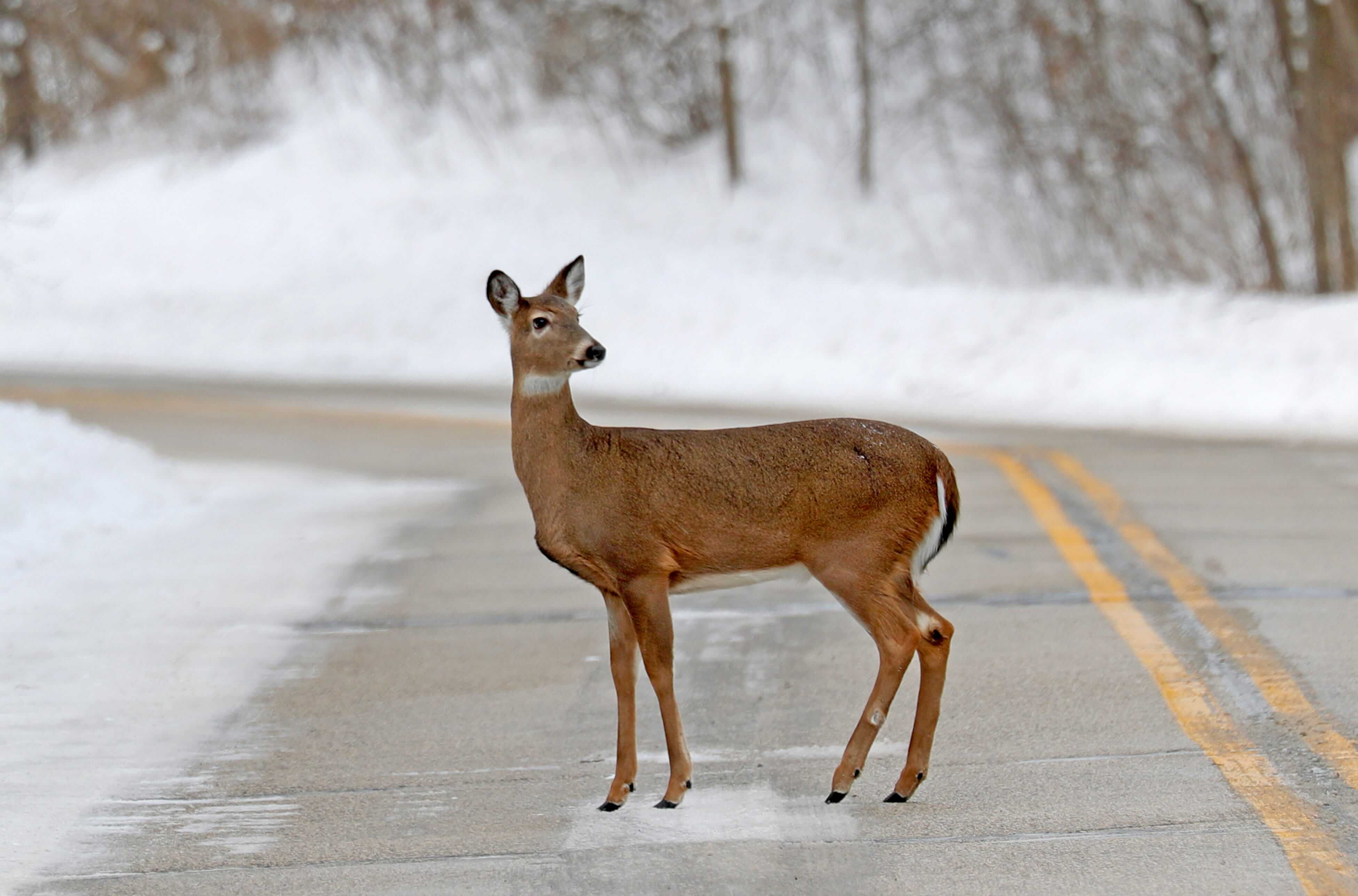 Зараженные олени