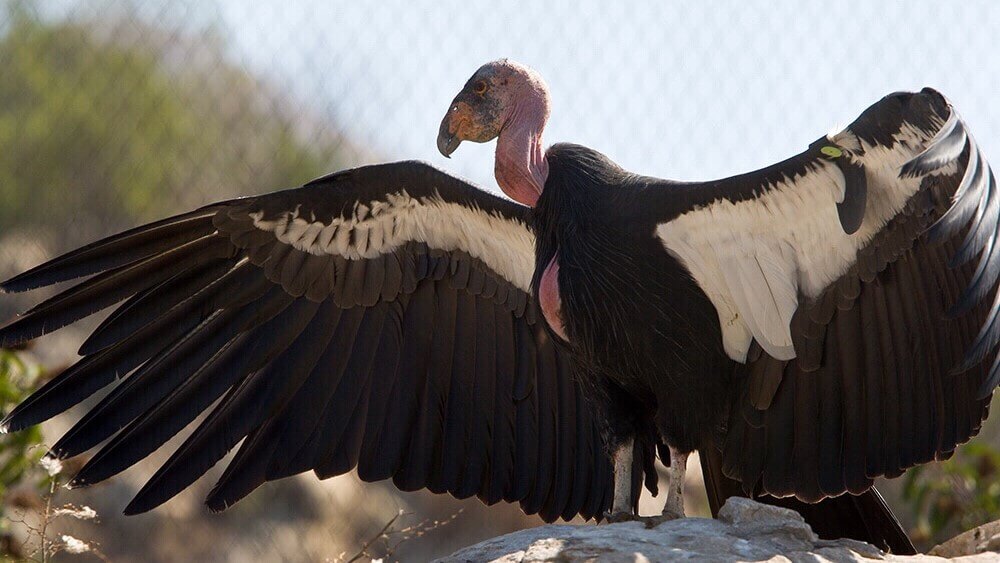 Самовоспроизведение — это инструмент выживания? Калифорнийские кондоры, появившиеся в результате «непорочного зачатия» могли иметь генные мутации. Фото.