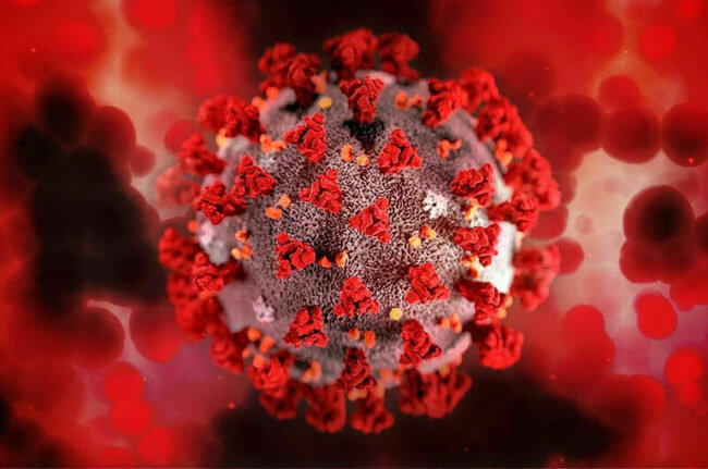 Ученые нашли уязвимость коронавируса — без клеточных жиров он совершенно безопасен. Фото.