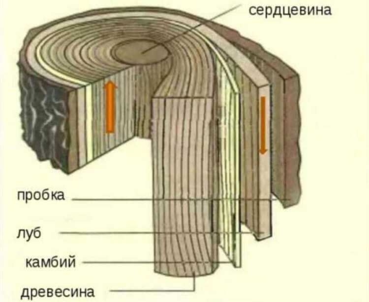 Древняя находка показала, что в эпоху неолита ткань делали из коры дуба