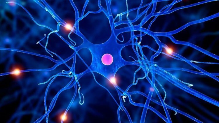 Как устроены нервные клетки и загадка нервной системы. Особенность нервных клеток заключается в способности молниеносно посылать и принимать сигналы. Фото.