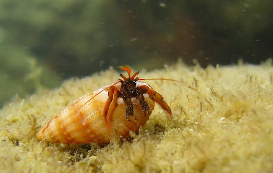 Эксперименты показали, что раки-отшельники действительно могут страдать от боли. Фото.