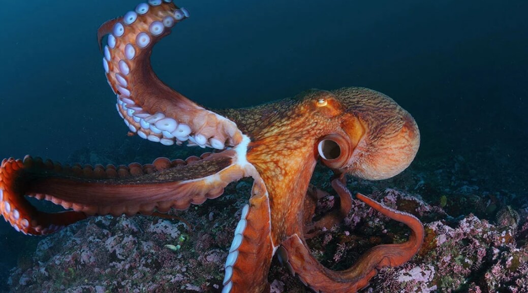 Иногда ученым приходится мучить животных, чтобы сделать важные открытия. Фото.