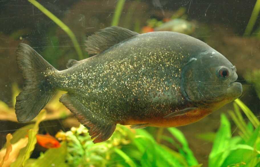 Пираньи вряд ли могут убить людей, но нанести тяжелые ранения — запросто. Фото.