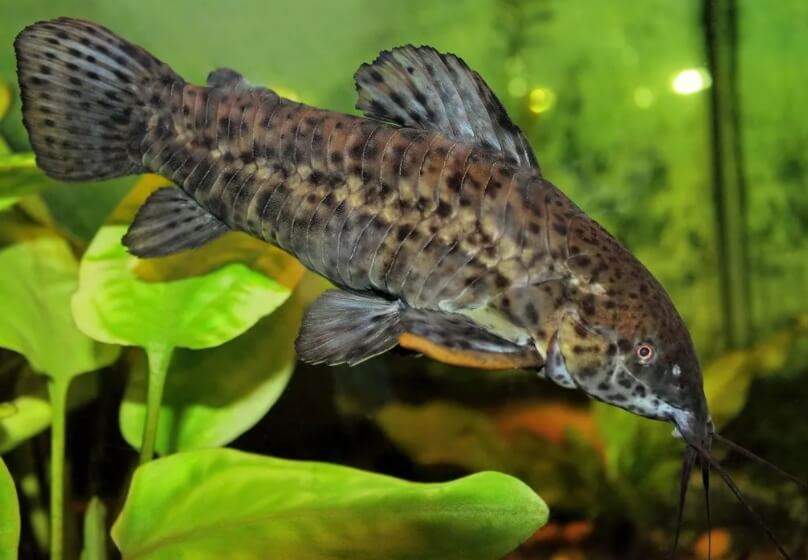 Сомы Megalechis thoracata помогают пираньям избавляться от паразитов. Фото.