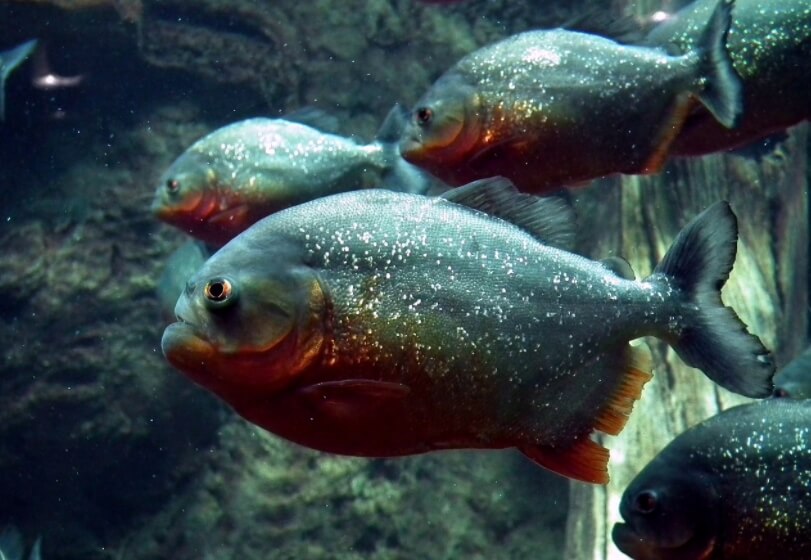 Пираньи охотятся стаями. Фото.