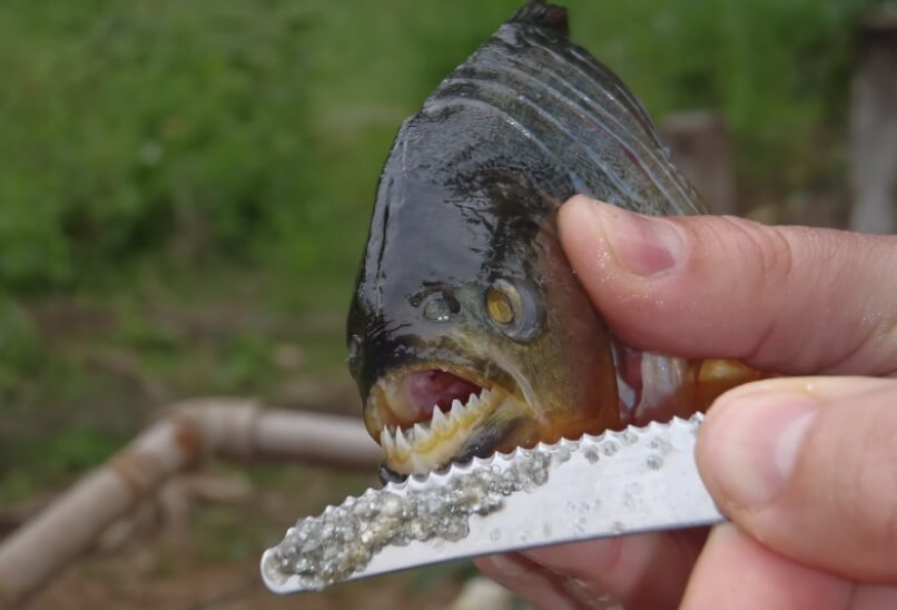 Зубы пираний острые, как нож. Фото.