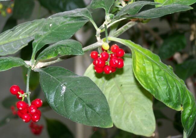Тропическое растение может стать основой для лекарств против опасных болезней. Фото.
