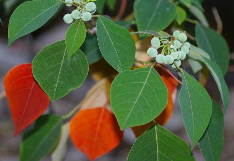 Листья растения Homalanthus nutans. Фото.